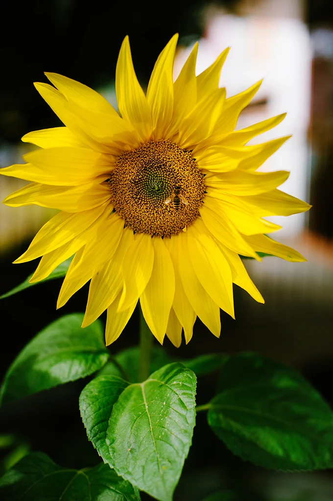 AdventurePatch_MountainView_P-042