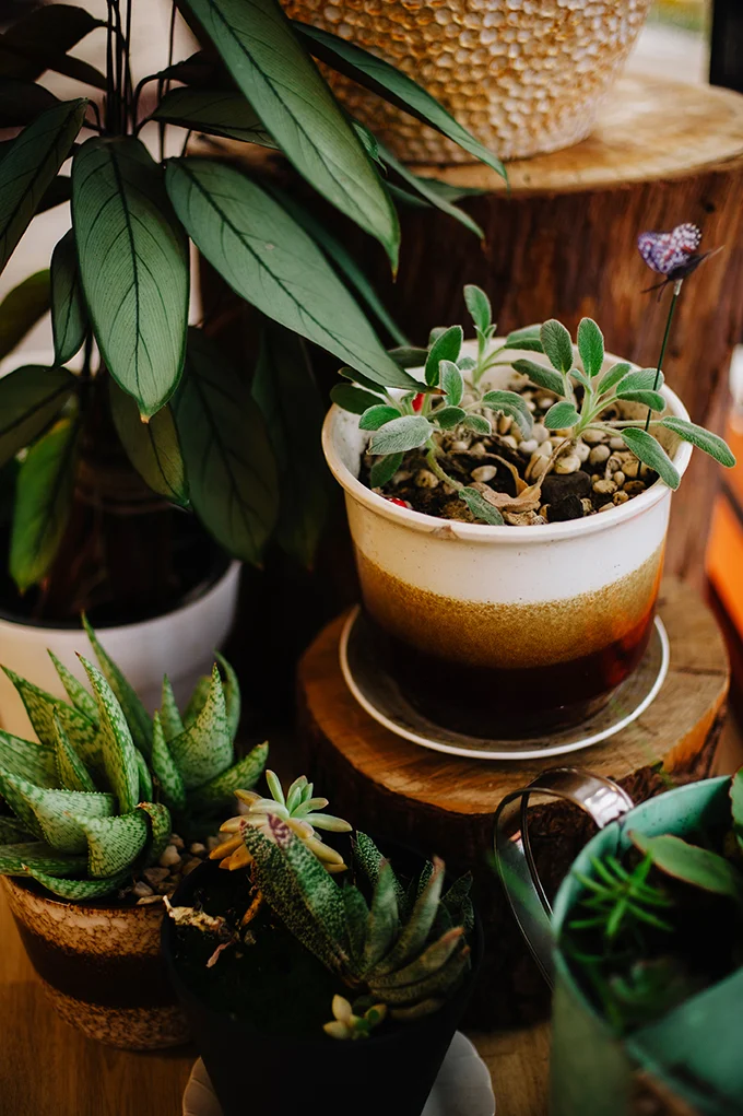 AdventurePatch_MudDayPlay_P-110